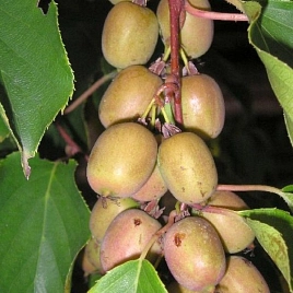 Актинидия Аргута 'Вейки' (муж.)